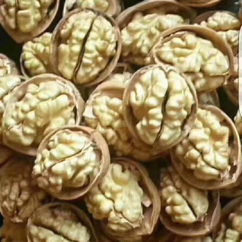 Walnut in shell