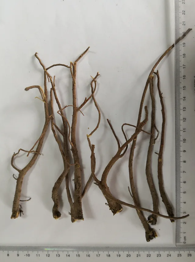 Chinese Thorowa Root