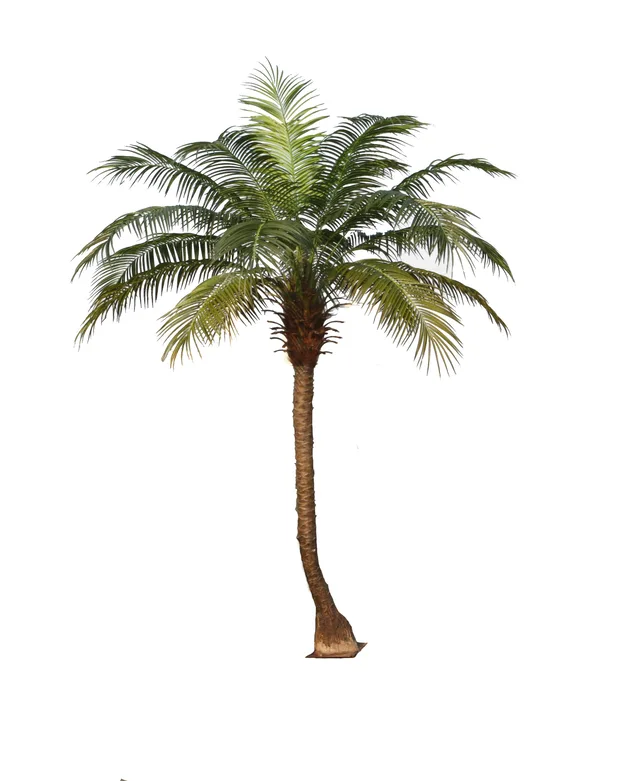 280CM Phoenix Palm