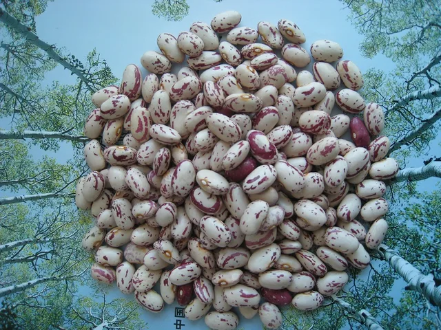 Light speckled kidney beans ( oval shape or American type )