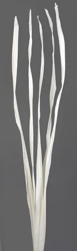 Long Palm(dry flower;dried flower)