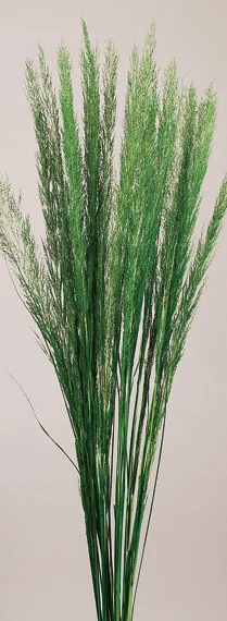 Peacock Grass(preserved）(dry flower;dried flower)