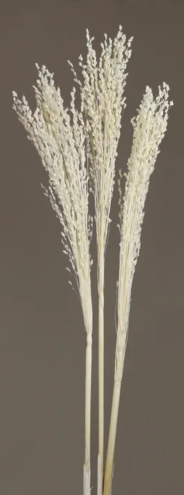 Jumbo Sorghum(dry flower;dried flower)