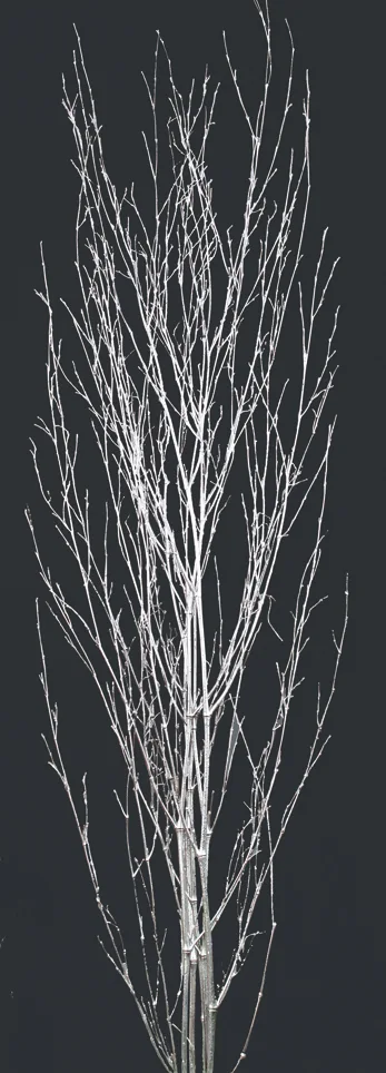 Bamboo Glitter(dry flower;dried flower)