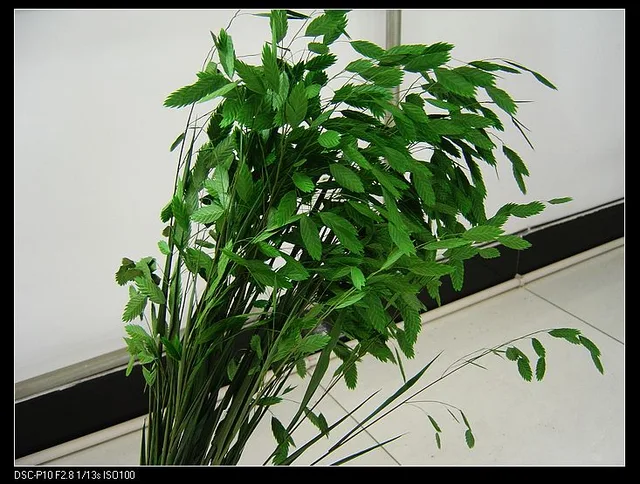 Diamond Grass(Preserved)