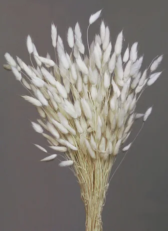 Rabbit Tail (dry flower;dried flower)
