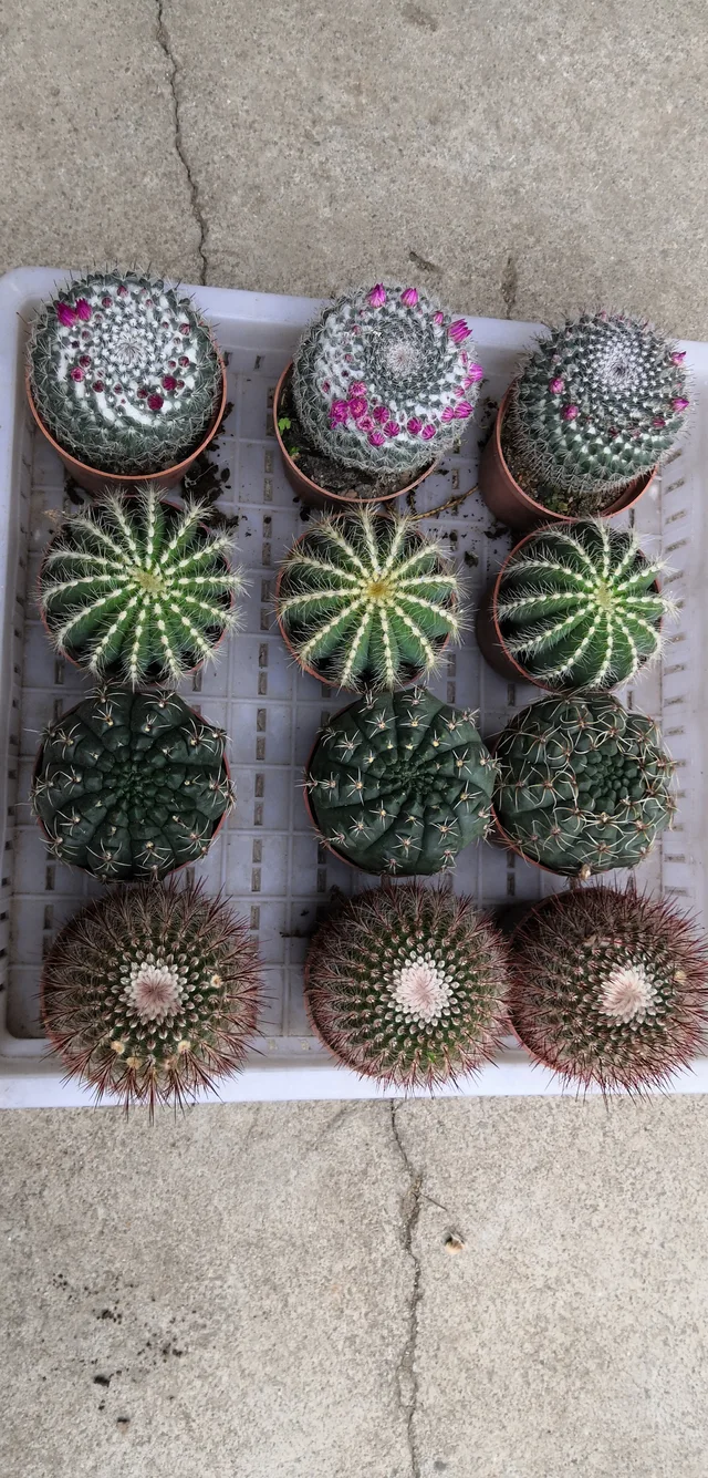 001cactus balls