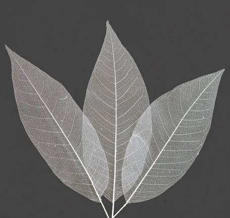 Small skeleton leaves(dry flower;dried flower)
