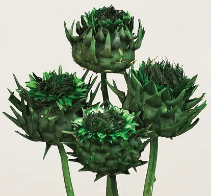 Artichoke M