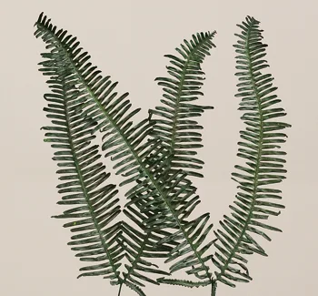 Seagull Fern(preserved)