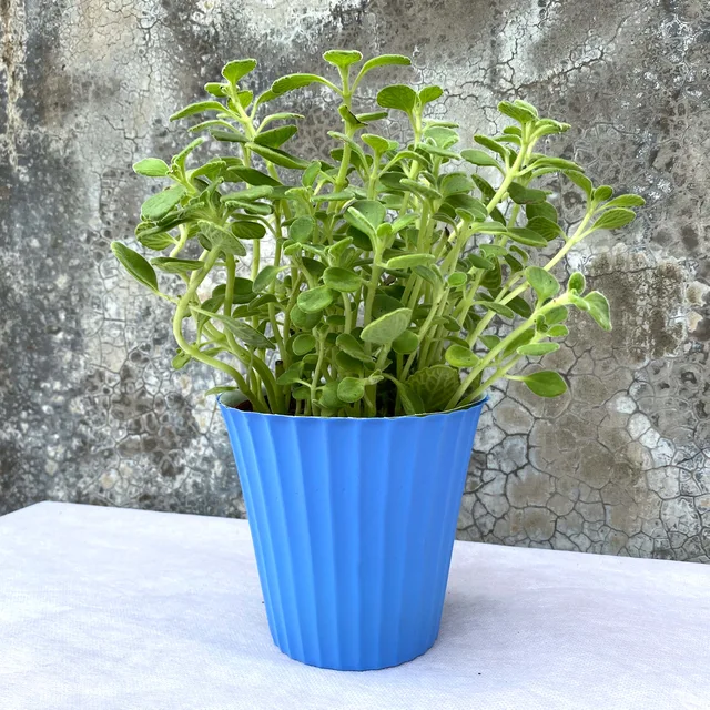 Strip plastic cover pot