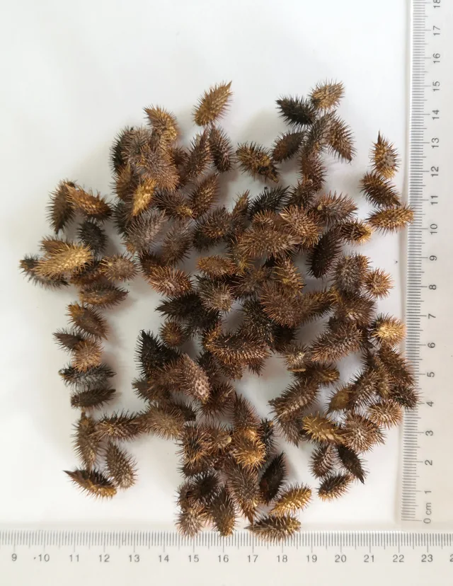Siberian Cocklebur Fruit