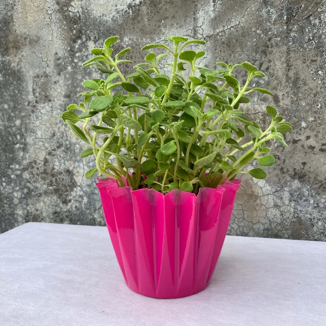 Big cupcake plastic cover pot