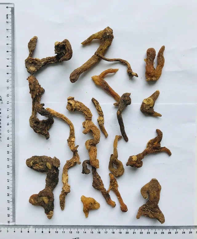 Solomonseal Rhizome