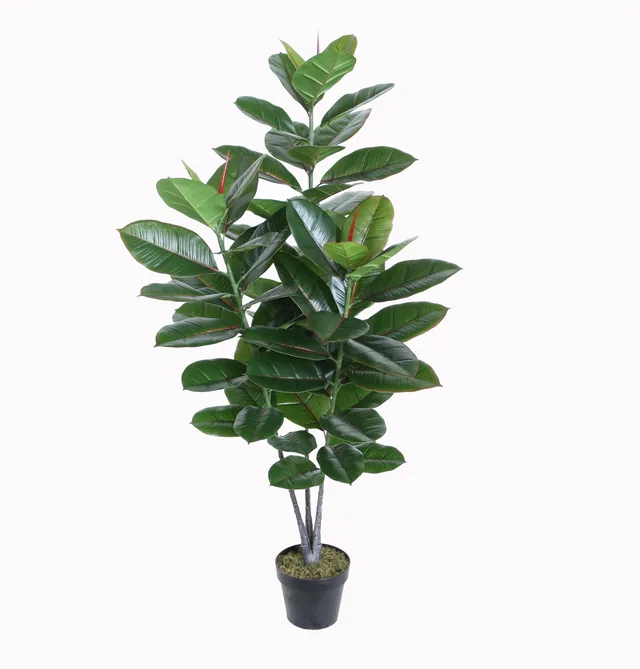 130CM Rubber plant
