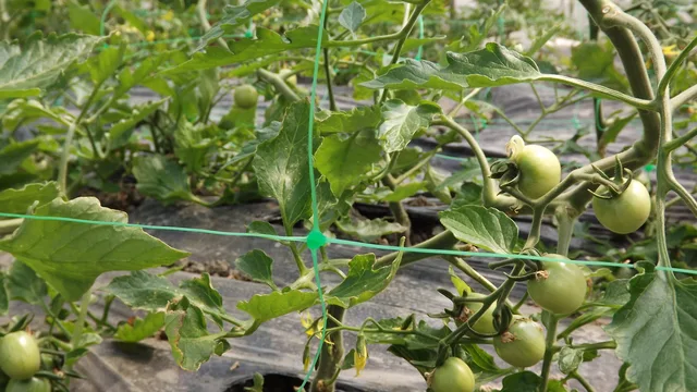 Plant support net , trellis netting , climbing netting