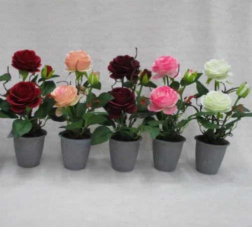 Potted Rose