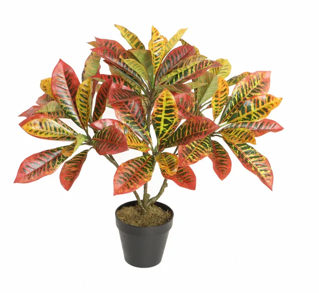 65CM Croton