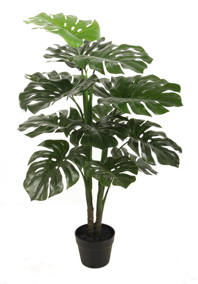 90CM Monstera