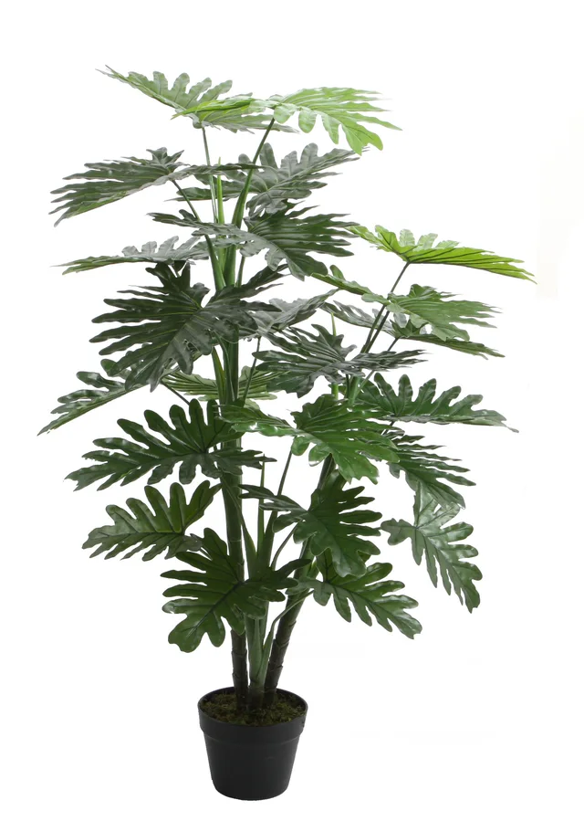 120CM Philodendron Pole