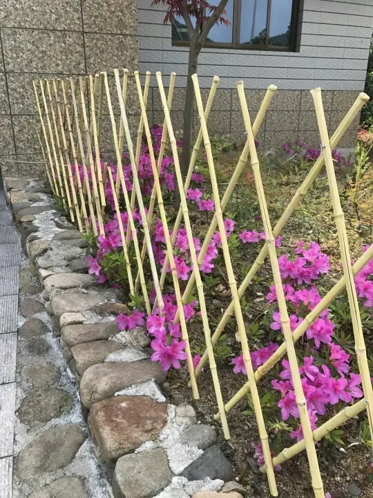 Bamboo Fence