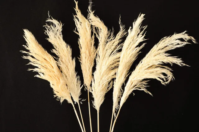 Pampas Medium