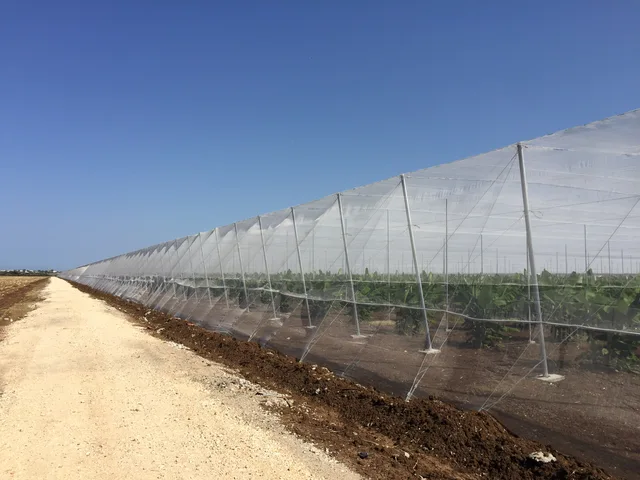 Anti insect net