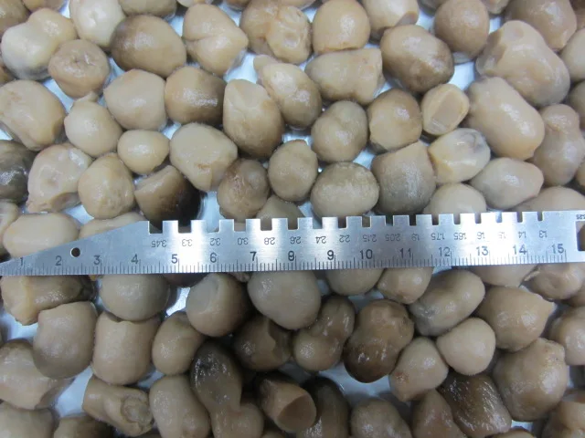 Canned straw mushroom