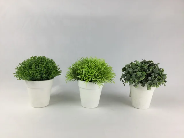 Peanut grass in plastic pot