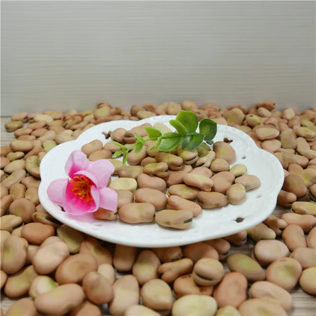 Broad Bean / Fava Bean
