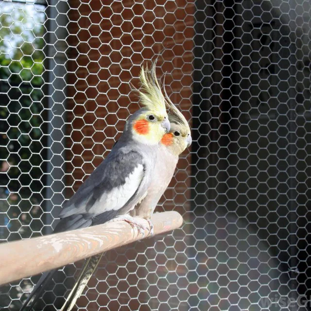 Chicken Wire Netting