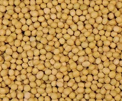 Soybeans