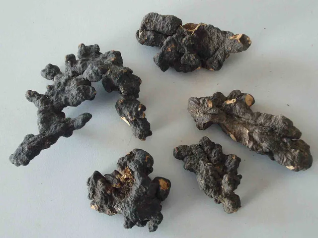 Polyporus Sclerotium