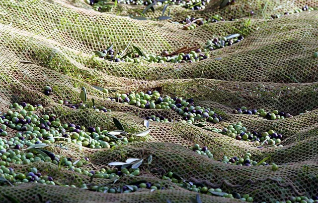 Olive net