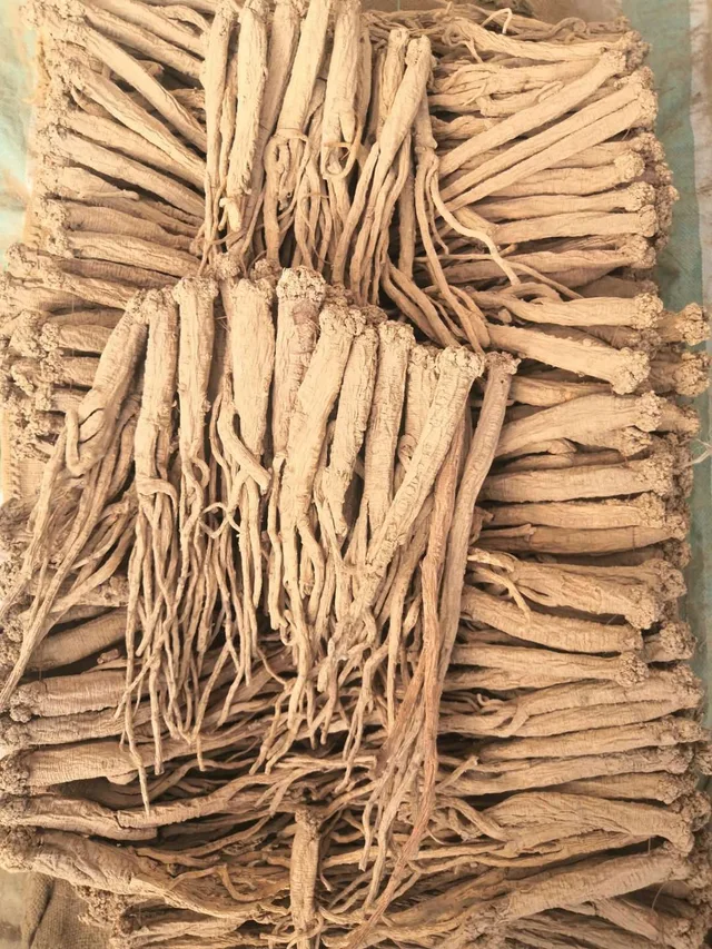 Codonopsis radix