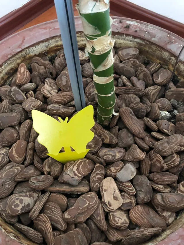 Butterfly Shape Flying Insects Glue Trap