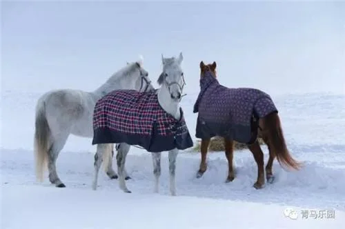 Winter Ribstop Solid Fabric for Horse Rug 08