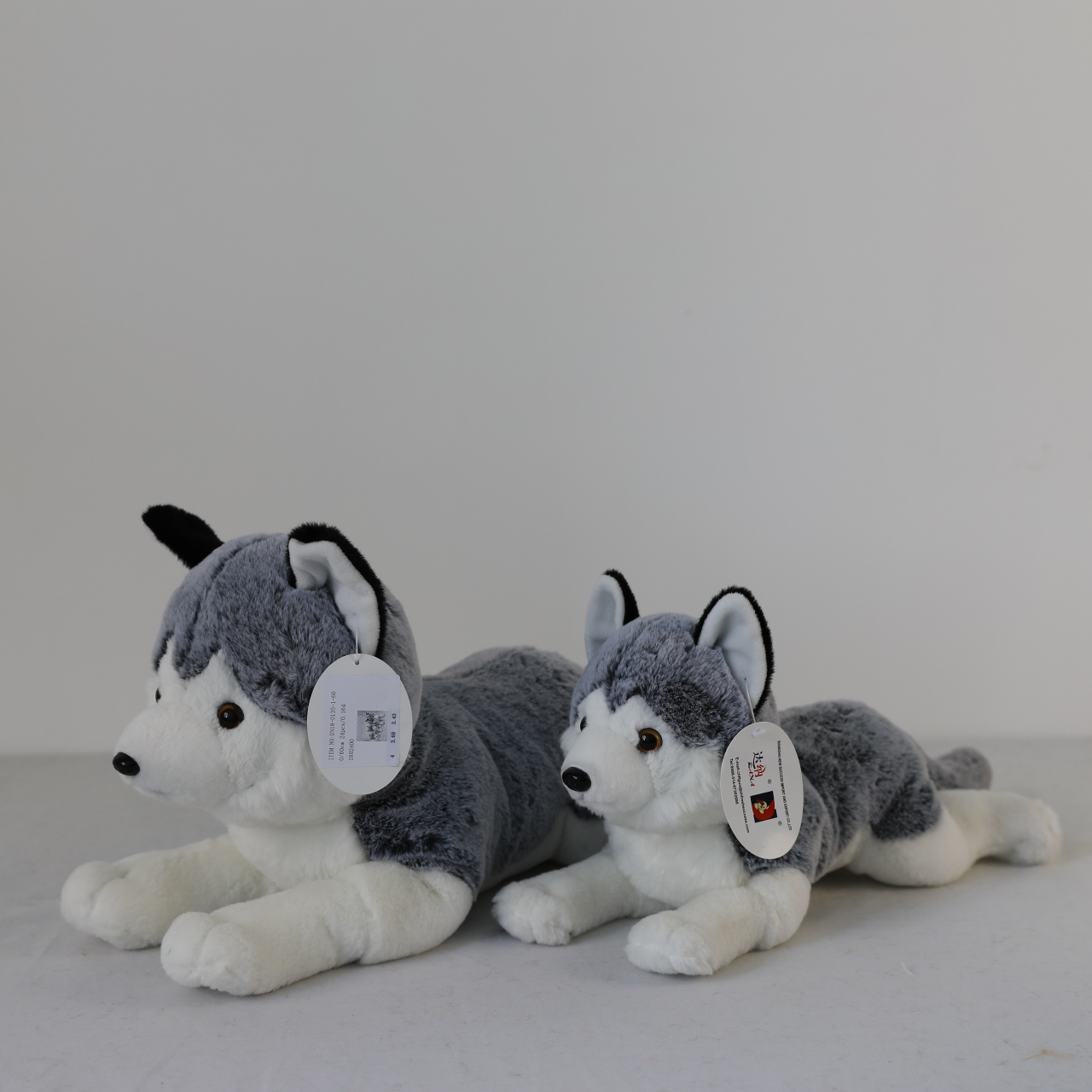 Lying Husky
