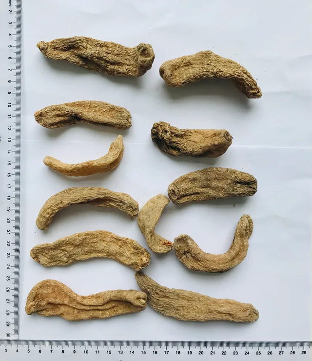 Tall Gastrodia Tuber