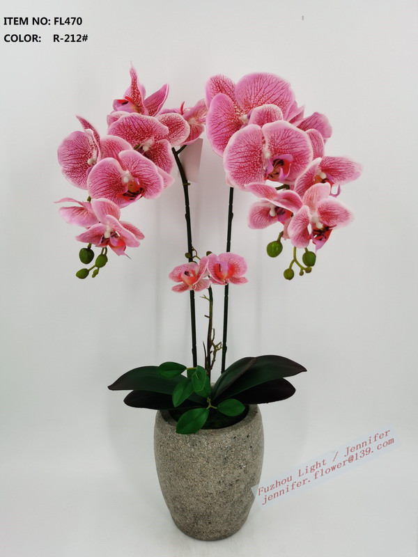 Orchid (phalaenopsis) in cement pot