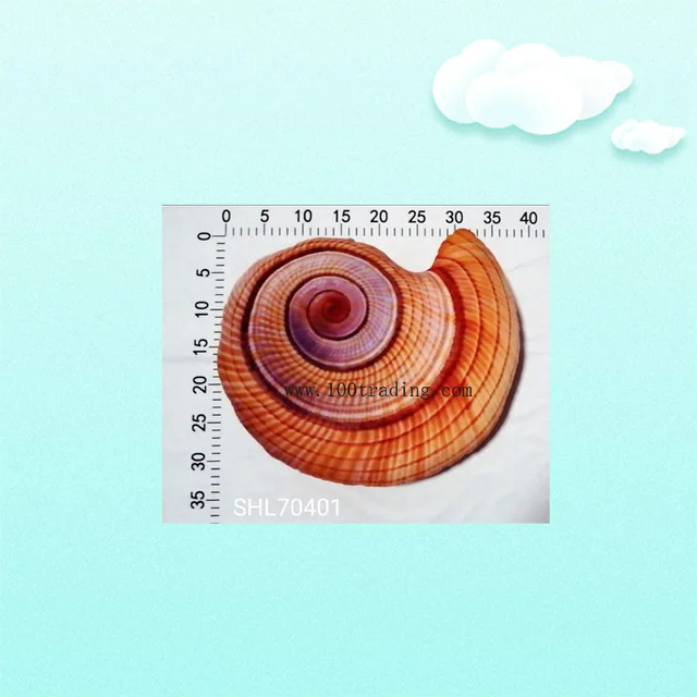 Conch