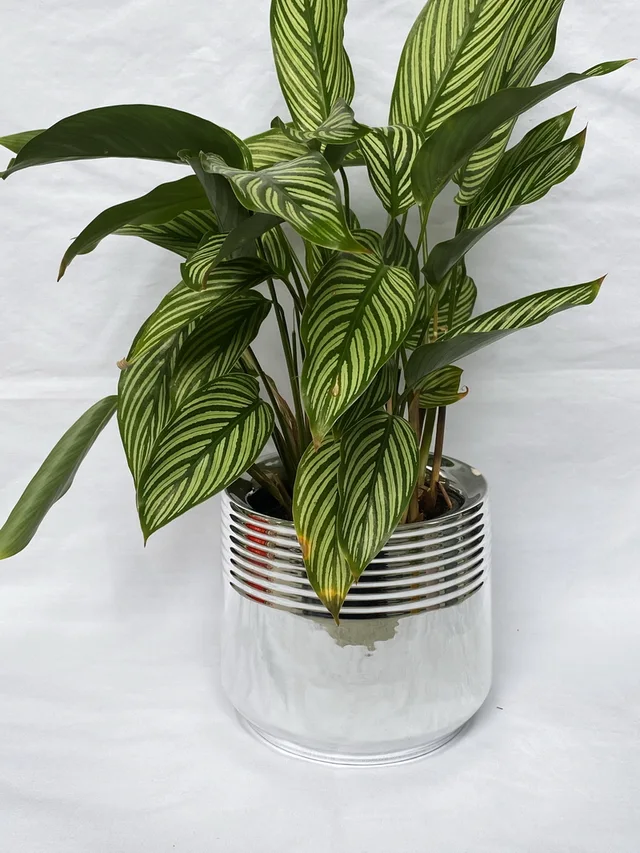 Dolomite Flowerpot