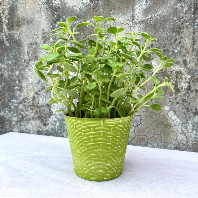 Basket proof plastic cover pot