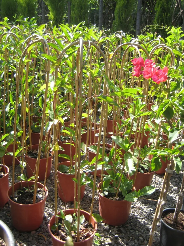 Bamboo pole