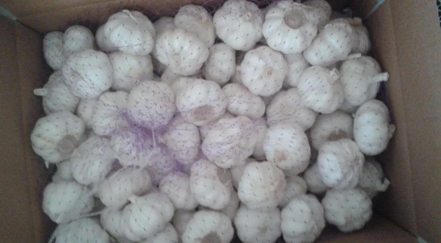 Fresh Garlic Normal White Pure White