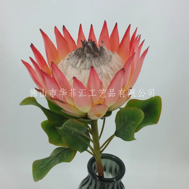 73cm Protea X1