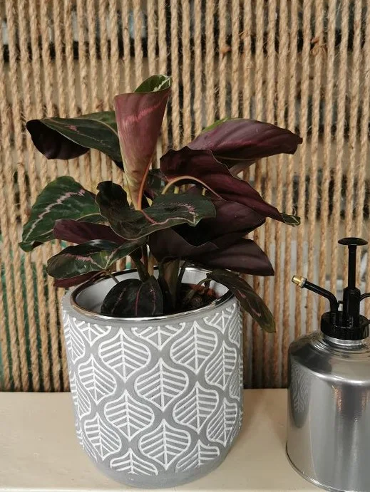 Planter,fiber cement planter