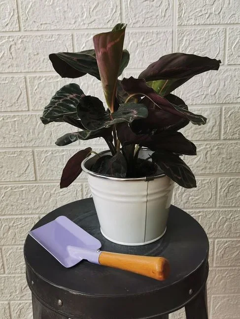 Metal flower bucket,party bucket，metal flower pot,metal planter