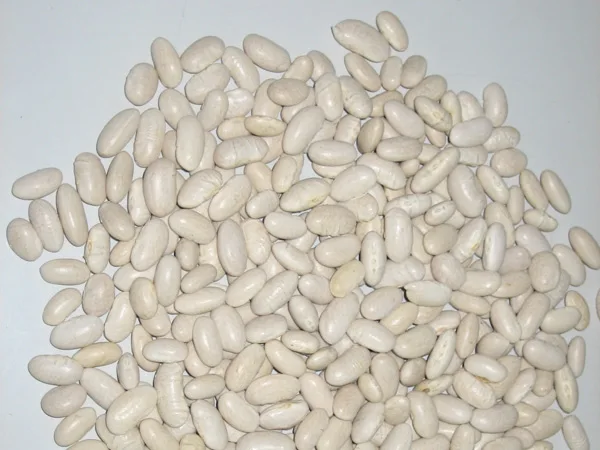 Bashake