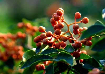 Zanthoxylum bungeanum Maxim.